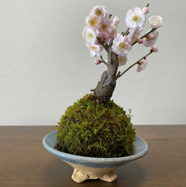 苔アーティスト今田裕と梅苔玉づくり | 滋賀県観光情報［公式観光