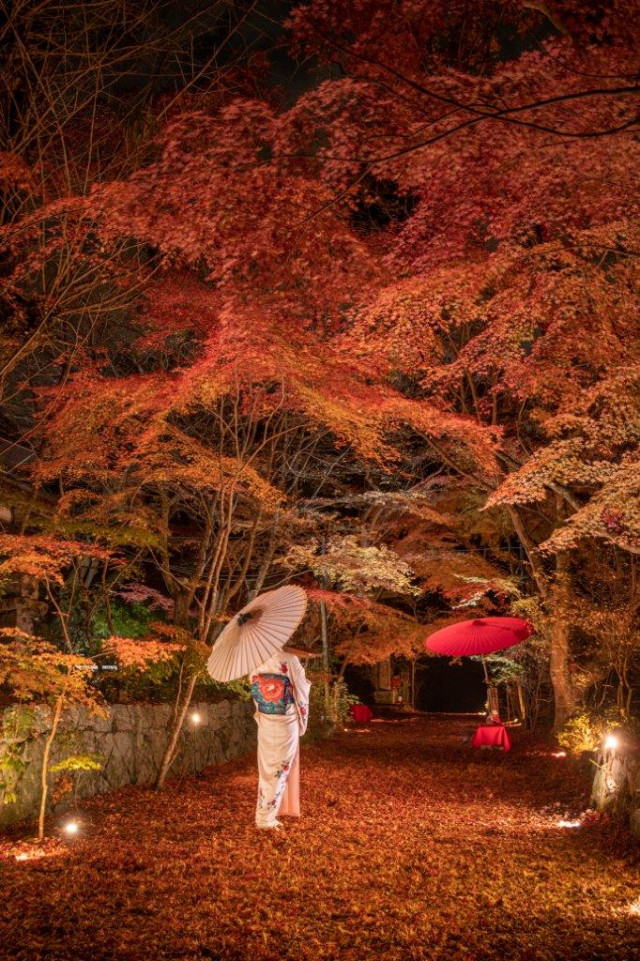 宗 イベコレ 2023 autumn iwafu - Illumination of Autumn Foliage at National Treasure Chōju