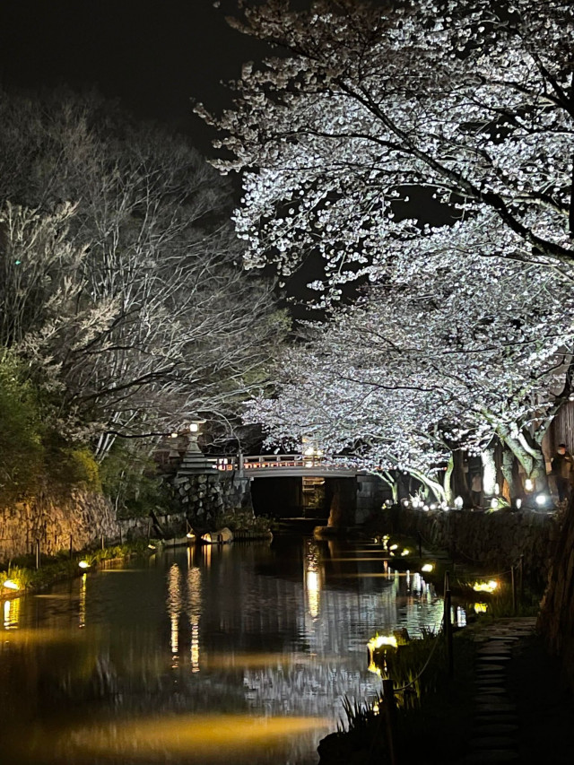iwafu - 八幡堀桜ライトアップ｜関西 滋賀｜日本期間限定文化旅行