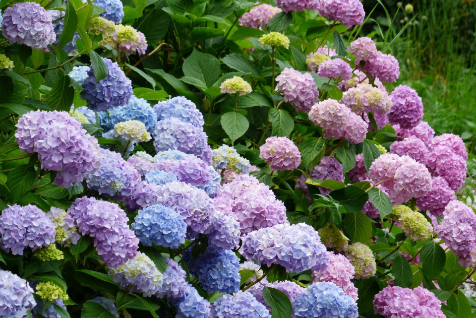 【2023年】関西の紫陽花の名所のおすすめ23選|あじさい寺など穴場スポットもご紹介!