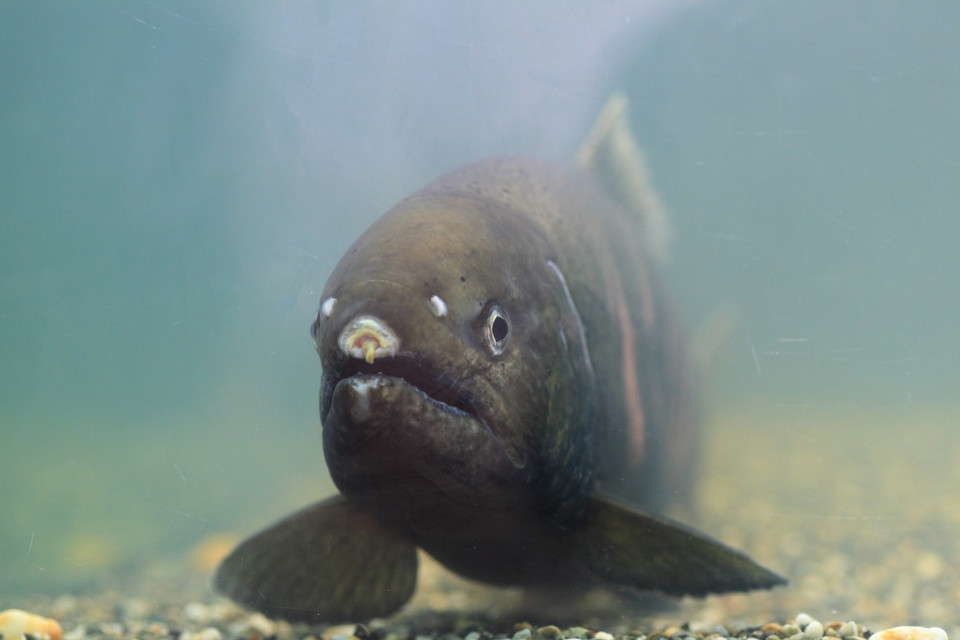 琵琶湖の固有種ビワマスは釣ることができる？美味しい食べ方もご紹介！