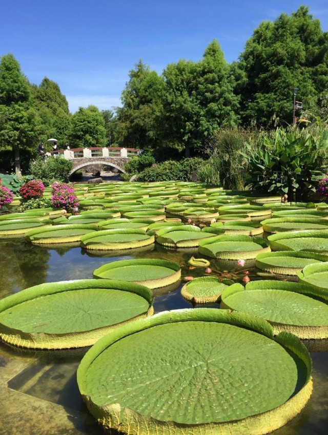 草津市立水生植物公園みずの森 | 滋賀県観光情報［公式観光サイト