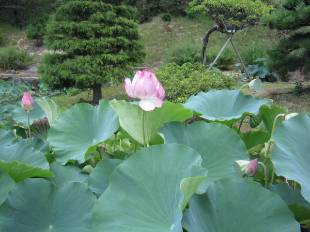 万葉植物の検索 その歌、その植物、その花と実と-