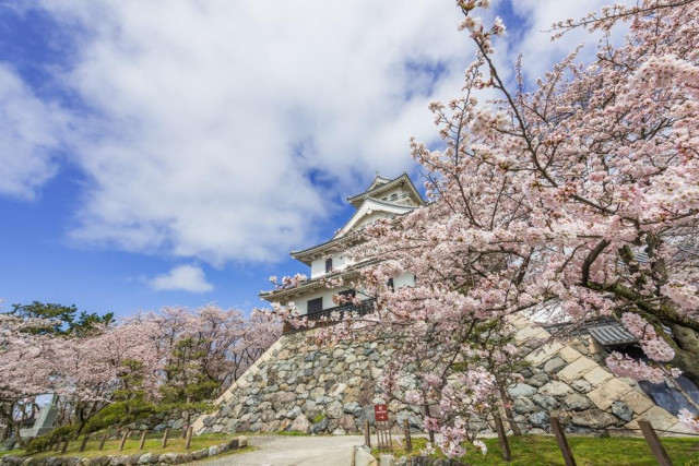 豊公園の桜 | 滋賀県観光情報［公式観光サイト］滋賀・びわ湖のすべて