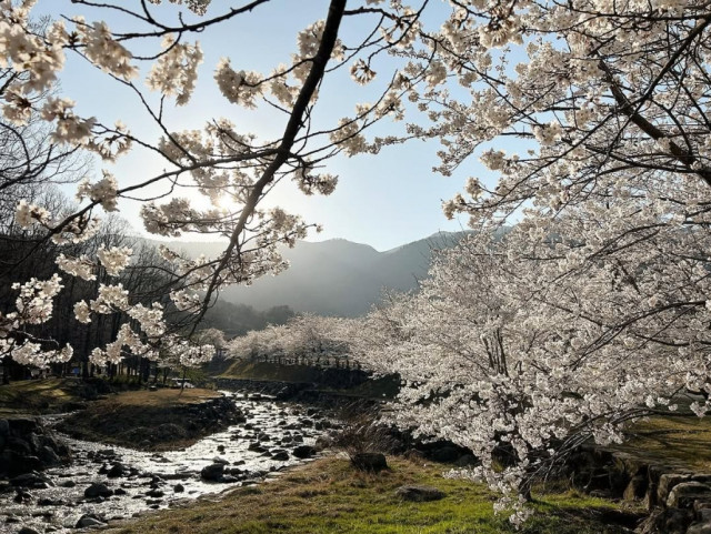 マキノ高原の桜 | 滋賀県観光情報［公式観光サイト］滋賀・びわ湖の