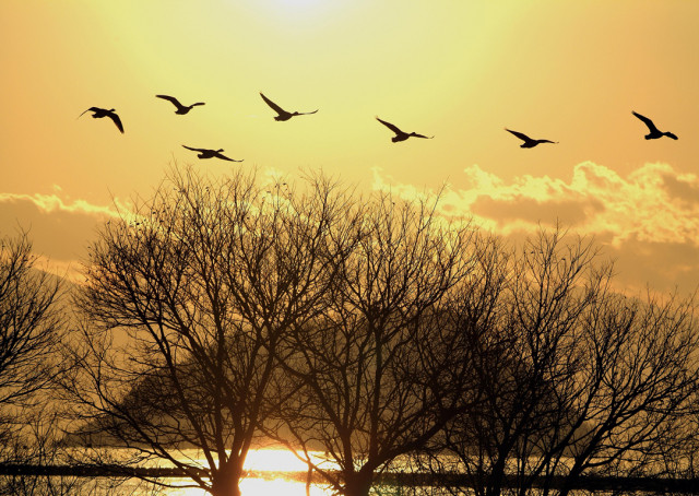 北の湖　置物 物置 幅150奥行75高さ154cm KSLB-1515 山善 ガーデンマスター