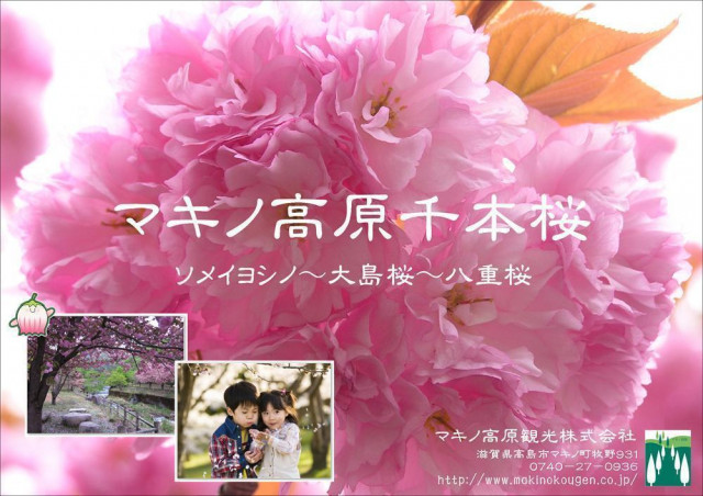 マキノ高原千本桜 | 滋賀県観光情報［公式観光サイト］滋賀