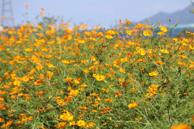 新庄町コスモス園 | 滋賀県観光情報［公式観光サイト］滋賀・びわ湖の