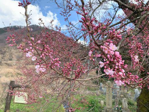 清水の桜 | 滋賀県観光情報［公式観光サイト］滋賀・びわ湖のすべてが