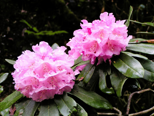 鎌掛谷ほんしゃくなげ群落 | 滋賀県観光情報［公式観光サイト］滋賀