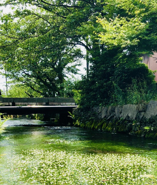 地蔵川の梅花藻 | 滋賀県観光情報［公式観光サイト］滋賀・びわ湖の 