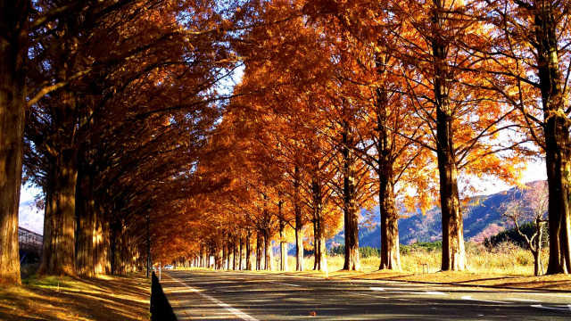 マキノ農業公園マキノピックランド | 滋賀県観光情報［公式観光サイト