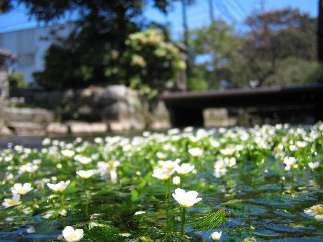 油彩/梅花藻のある川 油彩/梅花藻のある川 地蔵川（梅花藻） | 長浜・米原・奥びわ湖を